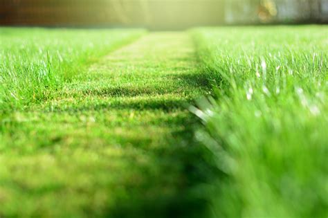 Greener Grass Lawn Care Tips for a Lush, Healthy Yard