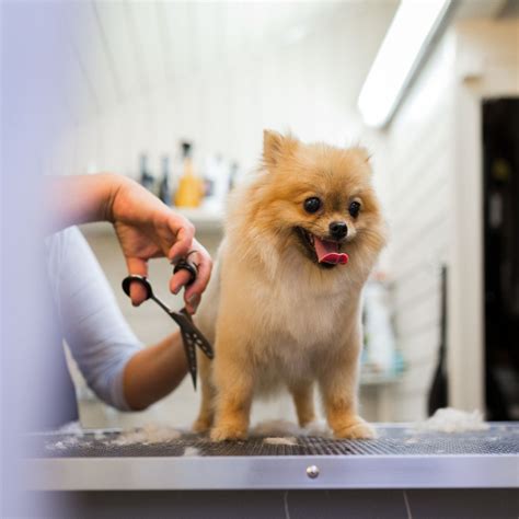 A Look Into Our Services – New Market Animal Hospital