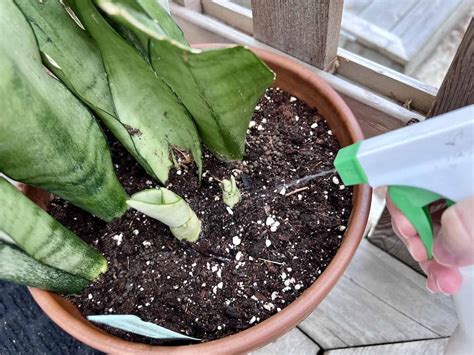 How To Get Rid Of Tiny Bugs In Houseplant Soil | Psoriasisguru.com