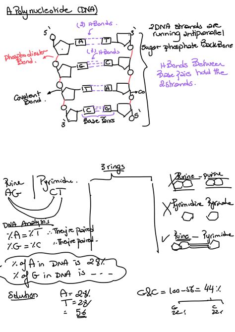Image result for DNA Replication Advanced