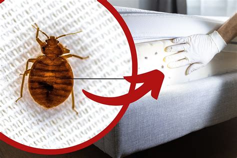 Red Bed Bugs