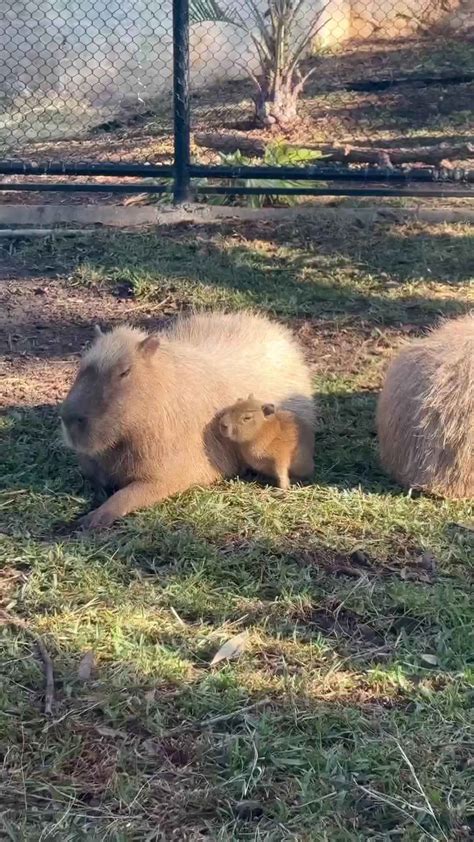 Baby Capybara Cozies Up to Mom at San Antonio Zoo