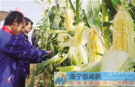 中国南方鲜食玉米大会将永久落户南宁_简讯_资讯_种业商务网