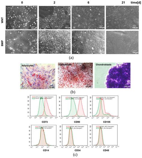 Initial WNT/β-Catenin or BMP Activation Modulates Inflammatory Response ...