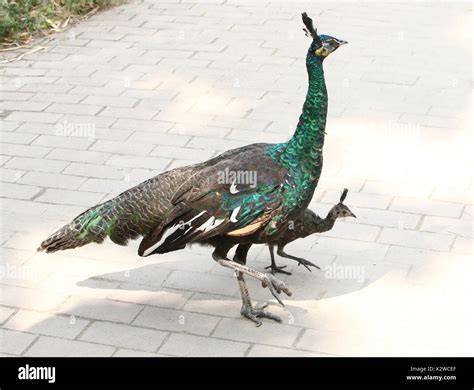 Female Asian Green Peahen or Java peafowl (Pavo muticus) with a baby ...
