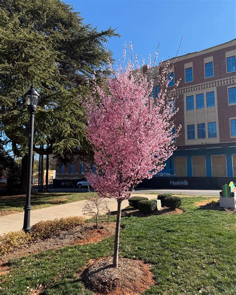 Huntersville Parks and Rec | 🌍 Celebrate Earth Day with Us! 🌿 Join the ...