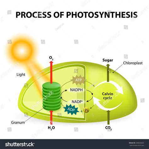 Diagram Process Photosynthesis Showing Light Reactions Stock Vector ...