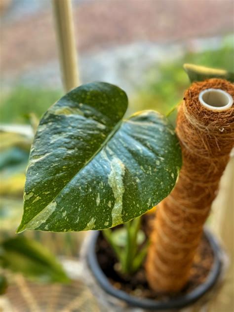 Monstera Thai Constellation Care: How to Keep Your Leaves Gorgeous ...