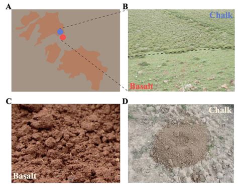 Incipient Sympatric Speciation and Evolution of Soil Bacteria Revealed ...