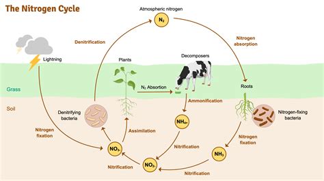 Nitrogen Cycle Diagram Blank Diagram Media The Nitrogen Cycle