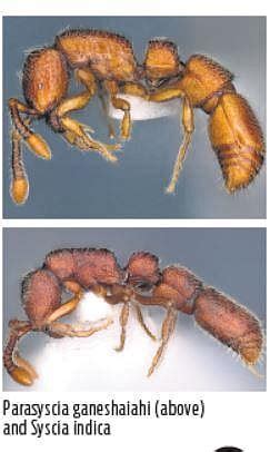 Two new species of ants discovered