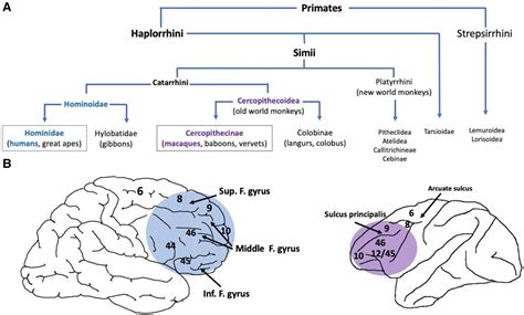 Image result for Prefrontal Cortex Mouse Brain