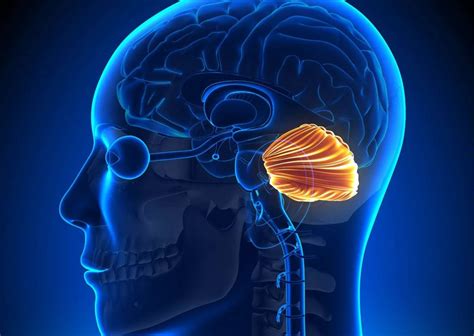 What Are the Main Functions of the Cerebellum?