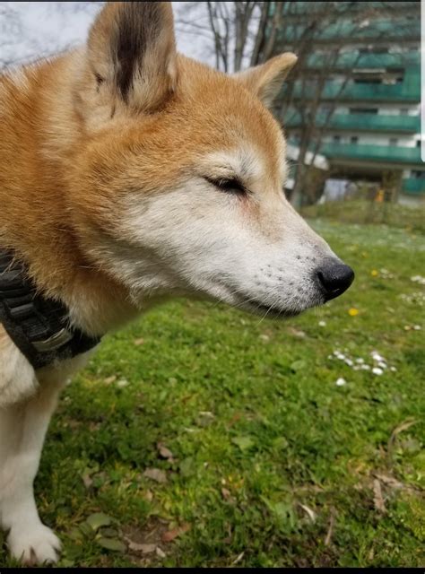 My sweet Kira crossed the rainbow bridge today, at 15 years old. : r/shiba