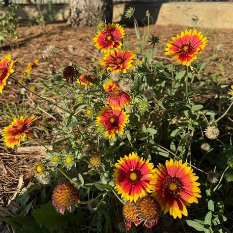 Silver Lake Meadow — Silver Lake Reservoirs Conservancy