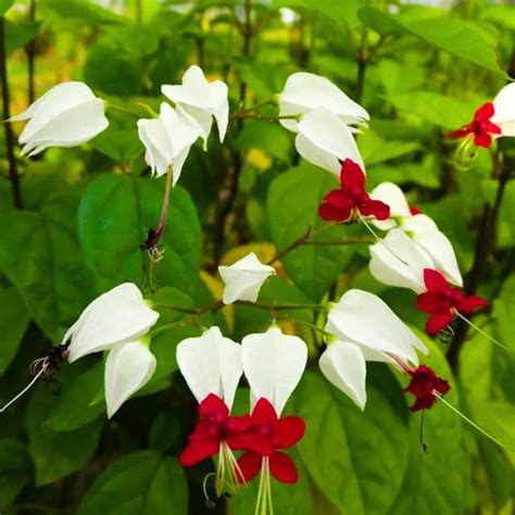 Bleeding Heart Vine (Clerodendrum Thomsoniae) - Plant – Lalit Enterprise