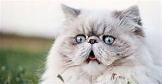 cat breed most expensive cat breeds in the world cat breed most expensive cat breeds in the world