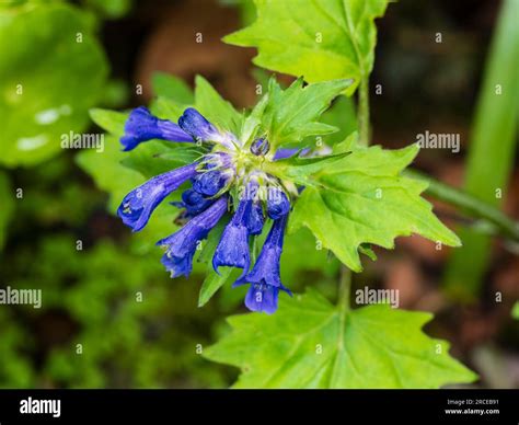 Bright blue mid to late spring flowers of the hardy, shade loving ...
