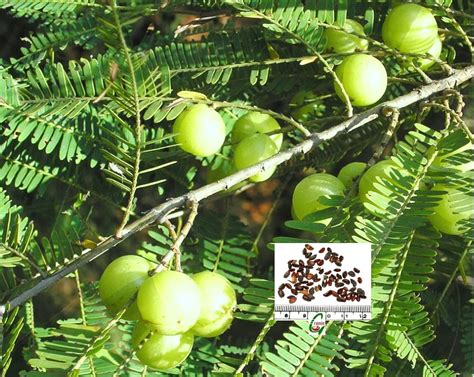 Buy Seed Stores: Phyllanthus Emblica Indian Gooseberry Amla Nelli ...