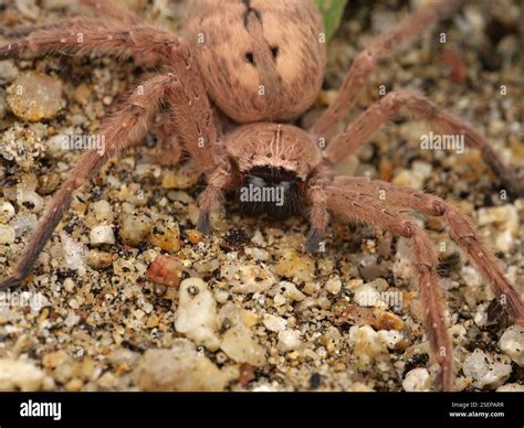 Giant Crab Spider (Olios giganteus), Arachnida, Municipio Los Cabos ...