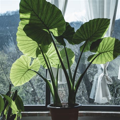 Large Leaf House Plants