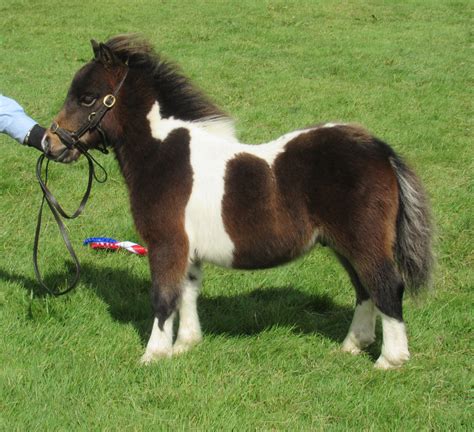 Viking Shetland Pony Show 2022 | Pony Breeders of Shetland Association