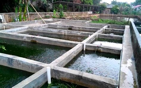 Cara Bakar Ikan Terpal Kolam Terpal