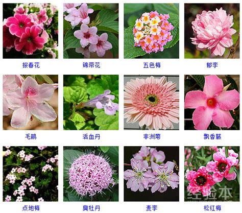小丽花种子 一年四季均可开花 多年生花卉 花色多绚丽 易种植_garden989