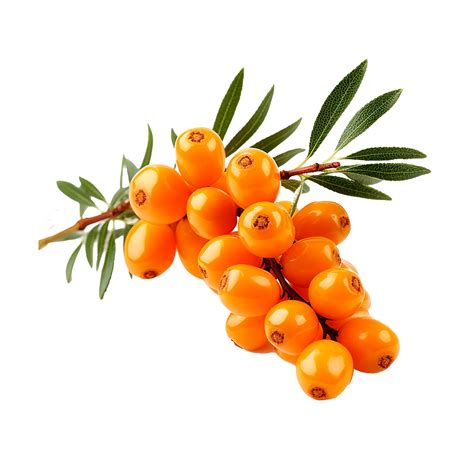 AI generated Sea buckthorn fruit png isolated on transparent background ...