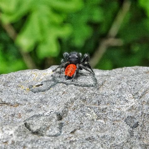 Phidippus johnsoni – 10,000 Things of the Pacific Northwest