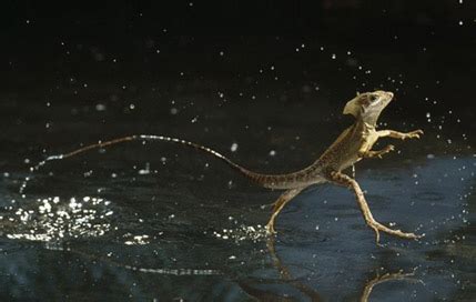 Image result for Lizard HTML Report Example