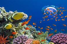 ausmalbilder fische und korallen kreuzfahrt rotes meer kreuzfahrt zeitung ausmalbilder fische und korallen kreuzfahrt rotes meer kreuzfahrt zeitung