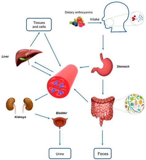 The Potential Roles of Dietary Anthocyanins in Inhibiting Vascular ...