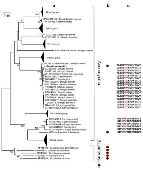 Characterization of a Yellow Laccase from Botrytis cinerea 241