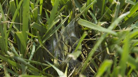 Identifying Pythium Blight 的图像结果