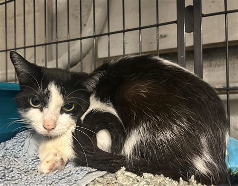 Adopt - River Valley Animal Rescue