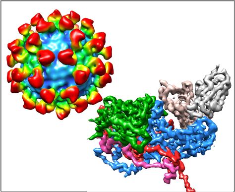 The Dynamic Life of Virus Capsids