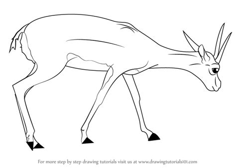 Learn How to Draw a Gazelle (Wild Animals) Step by Step : Drawing Tutorials