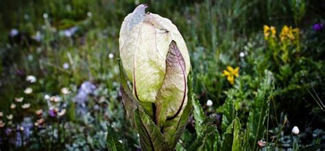Brahma Kamal, Uttarakhand's State Flower, Is Dying Of Rampant ...