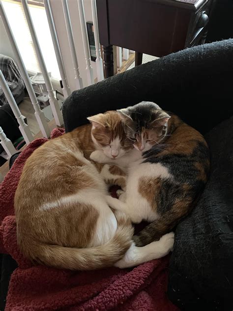 Mother and son are bonded. Yes, she’s the smaller one. : r/Bondedpairs
