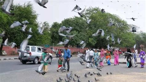 How pigeons are hurting our health?