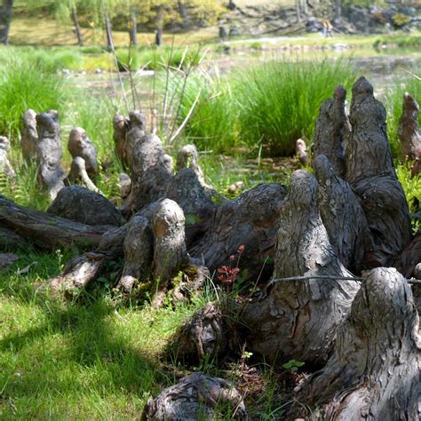 Looking at Nature Walk: Great Plants at Innisfree, Innisfree Garden ...