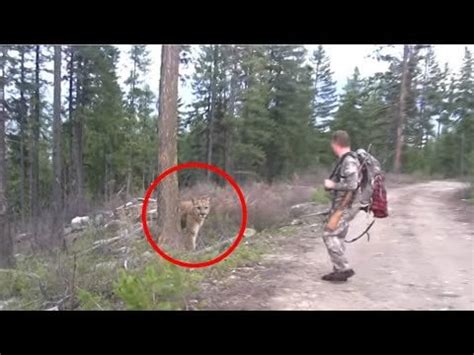 Image result for Terrifying Lion Encounters