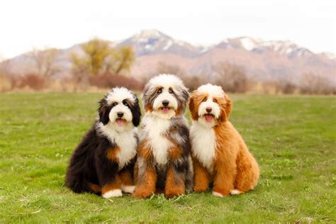 COTTONWOOD CREEK DOODLES | Australian Mountain Doodle, Aussiedoodle ...