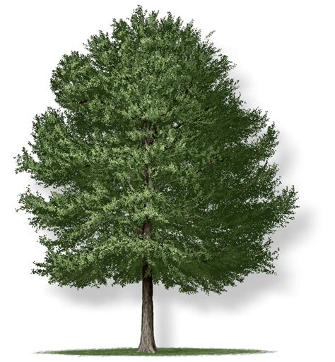 Willow Oak : Tree Montgomery