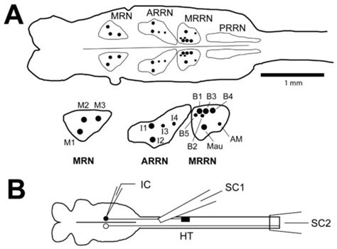 Spinal Cord Injury Significantly Alters the Properties of ...