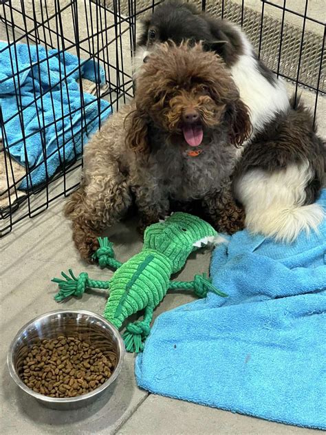 Midland Humane Society to take in 20 dogs saved from puppy mills