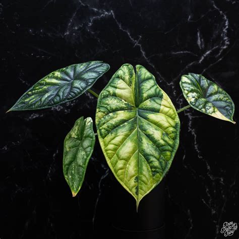 Can Plants Feel Pain? Uncovering the Science Behind Plant Perception and Intelligence – Rare ...