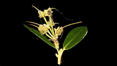 Rhododendron arboreum (Tree rhododendron) - 3D model by Cal Poly ...
