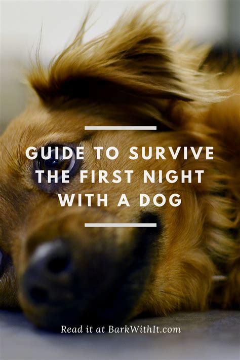 Dogs First Hour Home 的图像结果